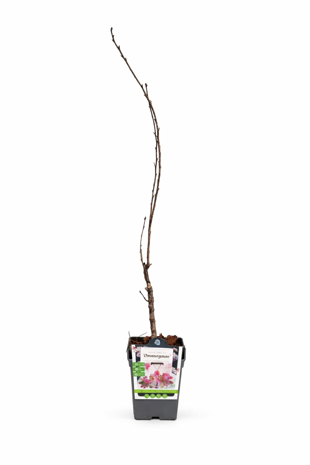 Japanische Säulenkirsche Amanogawa 100-120 cm – Schlanke Zierkirsche Prunus serrulata rosa Blüten Säulenbaum Garten Highlight
