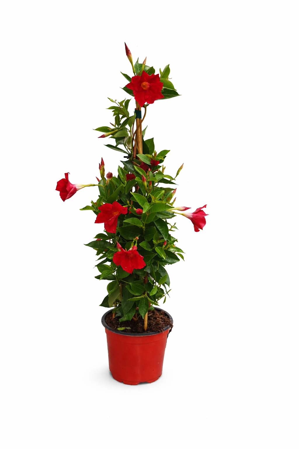 Mandevilla rot 80 cm - Dipladenia - Exotische Kletter-Schönheit für Balkon oder Terrasse
