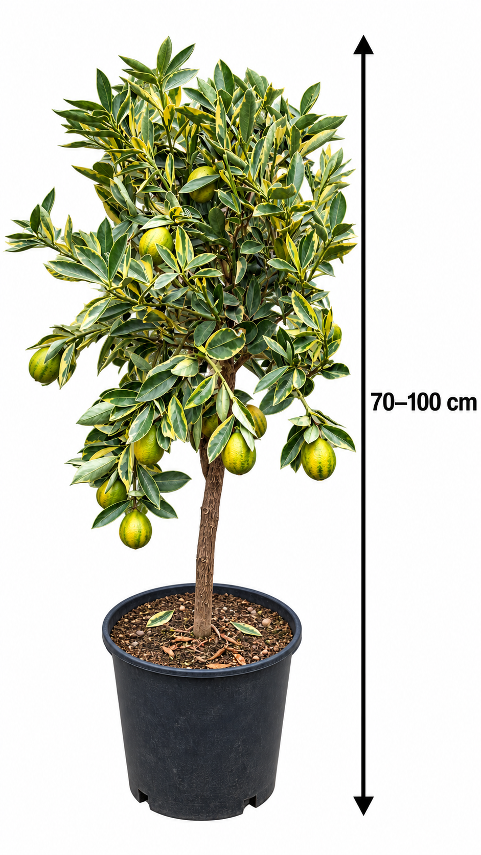 Orangequat ‘Centennial’ – dekorative Kumquat-Zitruspflanze für Balkon, Terrasse & Wintergarten – 70–100 cm inkl. Topf