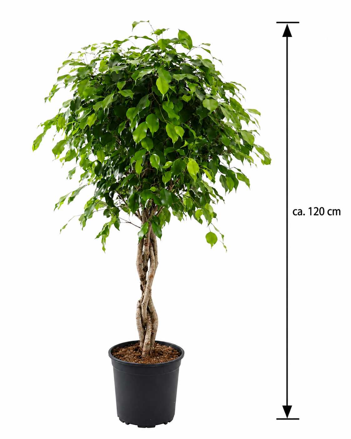 ficus benjamina zimmerpflanze Birkenfeige Ficus Benjamina Exotica Stämmchen ca 120 cm – Pflegeleichte  Zimmerpflanze & Grünpflanze für Wohnzimmer und Büro