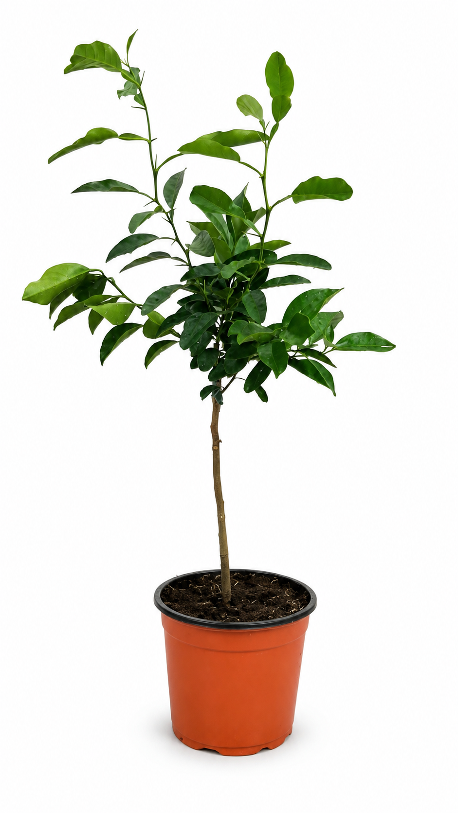 Orangenbaum ‘Navelina’ als Stämmchen ca. 50 cm – Citrus sinensis, mediterrane Zitruspflanze für Balkon und Terrasse