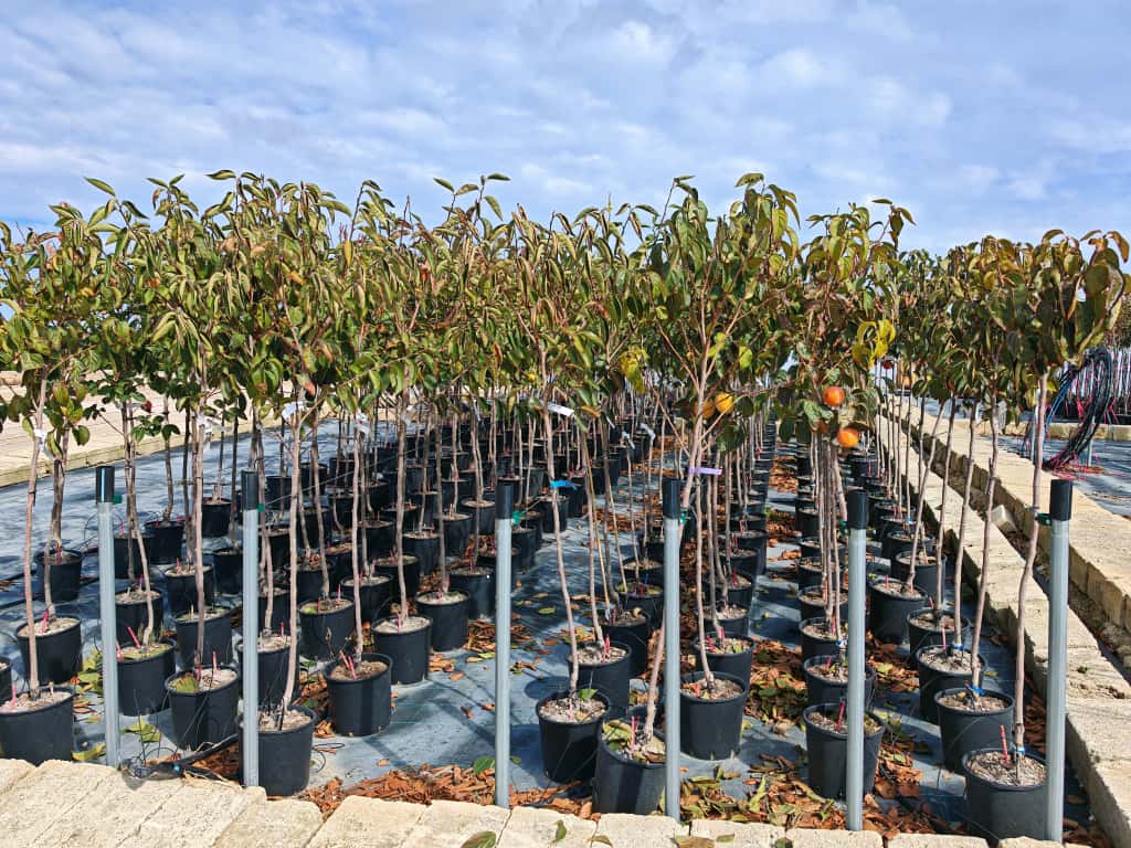 Kaki Baum Diospyros kaki 'Fuyu' 160–200 cm – winterharte Kaki-Pflaume, Persimone, Kakipflanze im Topf