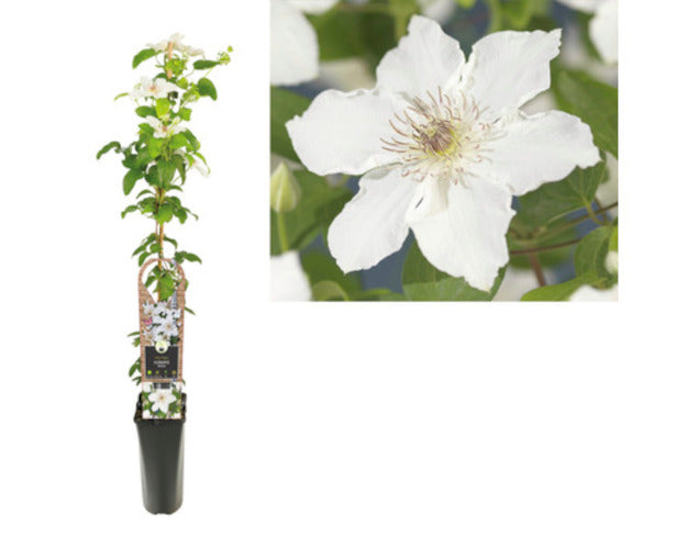Clematis Destiny 30–50 cm – Großblumige Waldrebe im Topf | Kletterpflanze für Garten & Balkon