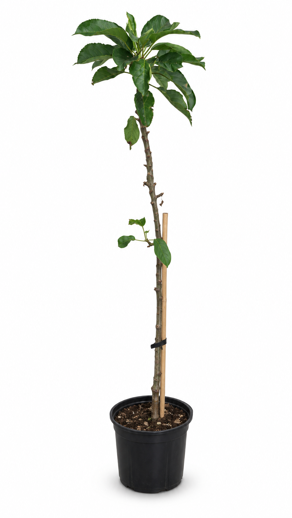Sloupovitá jabloň 'Gold Sensation' cca. 120 cm - Malus domestica 'Gold Sensation'
