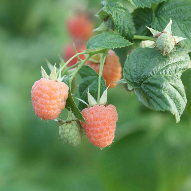 Himbeere ‘Valentina’ – Gelbe Herbsthimbeere | Rubus idaeus ‘Valentina’ | Beerenstrauch 50–70 cm im Topf