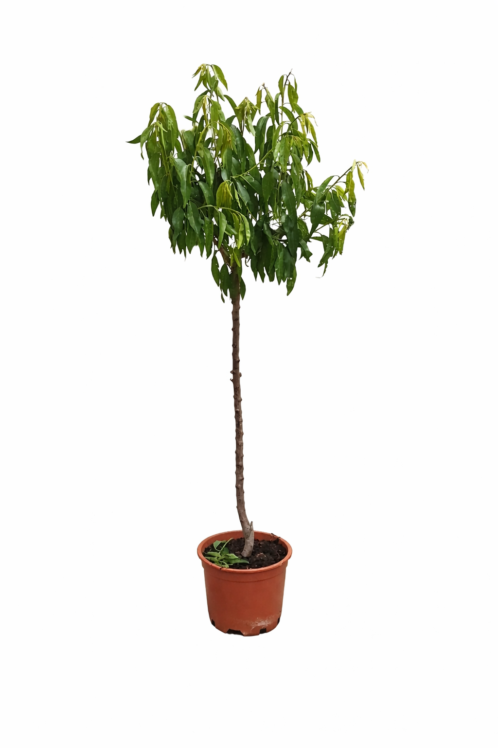 Mandloň Penta - Prunus dulcis Penta cca. 180 cm - Pru Pantanus amygdalus ZDARMA
