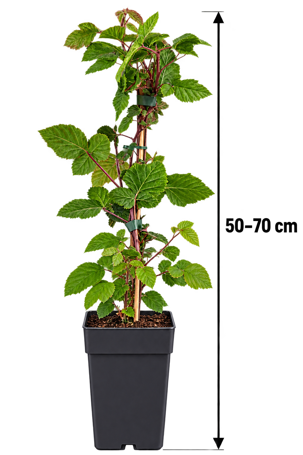 Brombeere ‘Black Satin’ 50–70 cm – Stachellose Rubus fruticosus, winterharte Beerenpflanze für Garten & Kübel