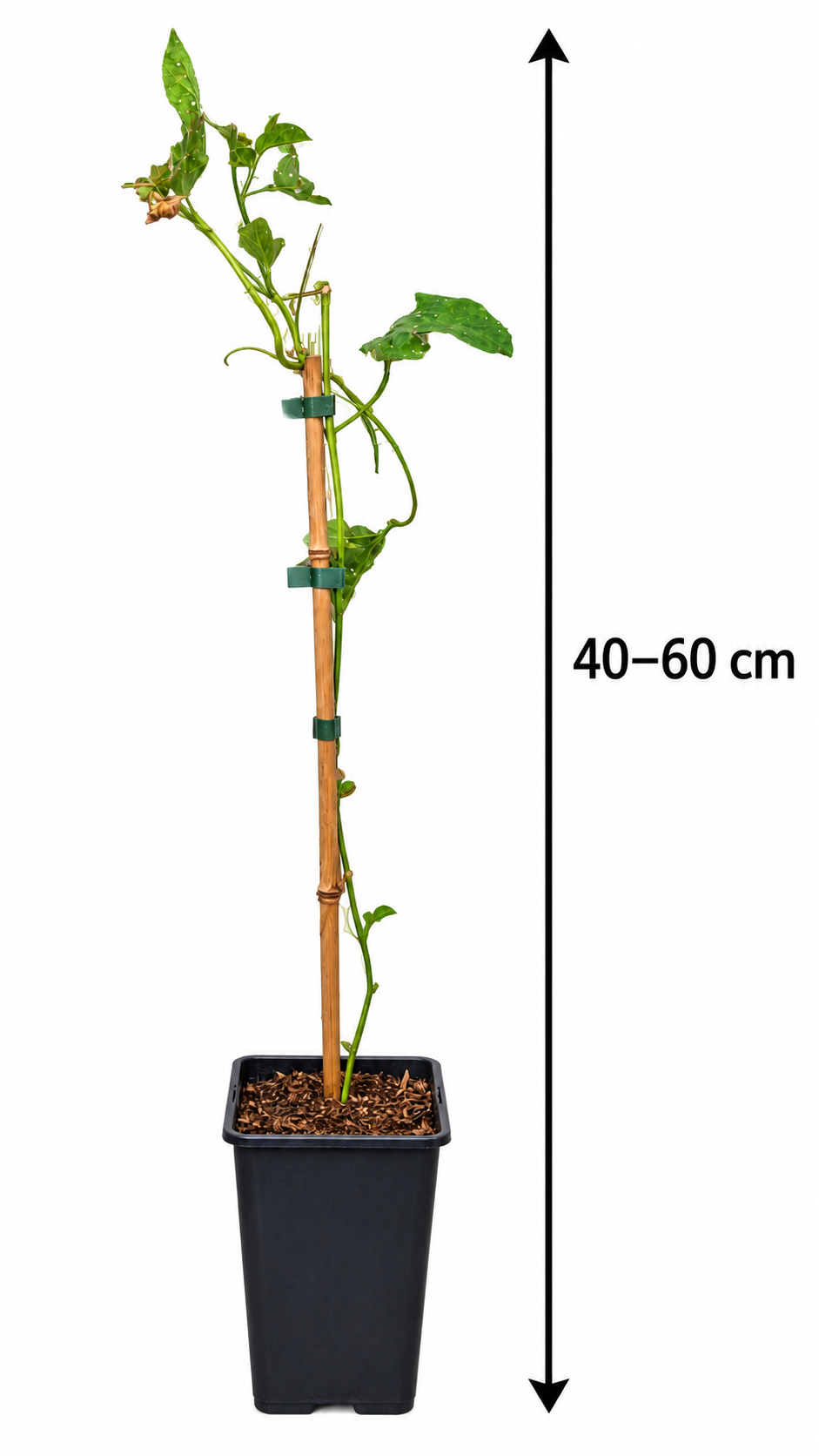Passionsfrucht Cooltropics® ‘Eia Popeia’® – winterharte Passionsblume mit essbaren Früchten – 40–60 cm inkl. Topf
