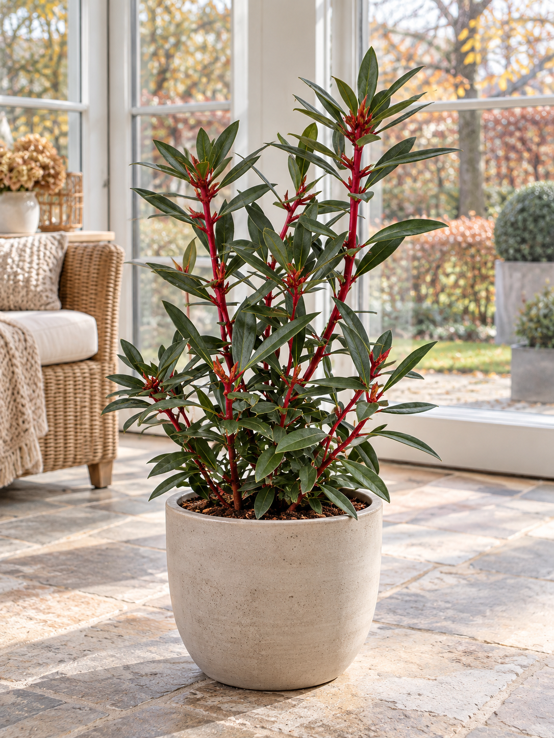 Tasmanischer Bergpfeffer ‘Red Spice’ – Drimys lanceolata, immergrüner Strauch für Garten & Kübel – 30–40 cm inkl. Topf
