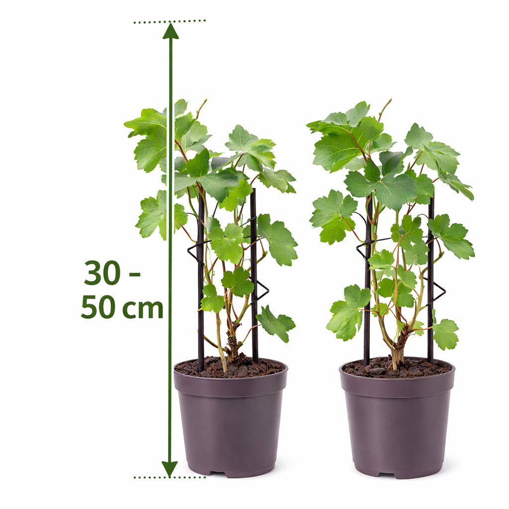 weinrebe zimmerpflanze 2 Stück Weinrebe 'Bianca' – Vitis vinifera | Tafeltraube weiß
