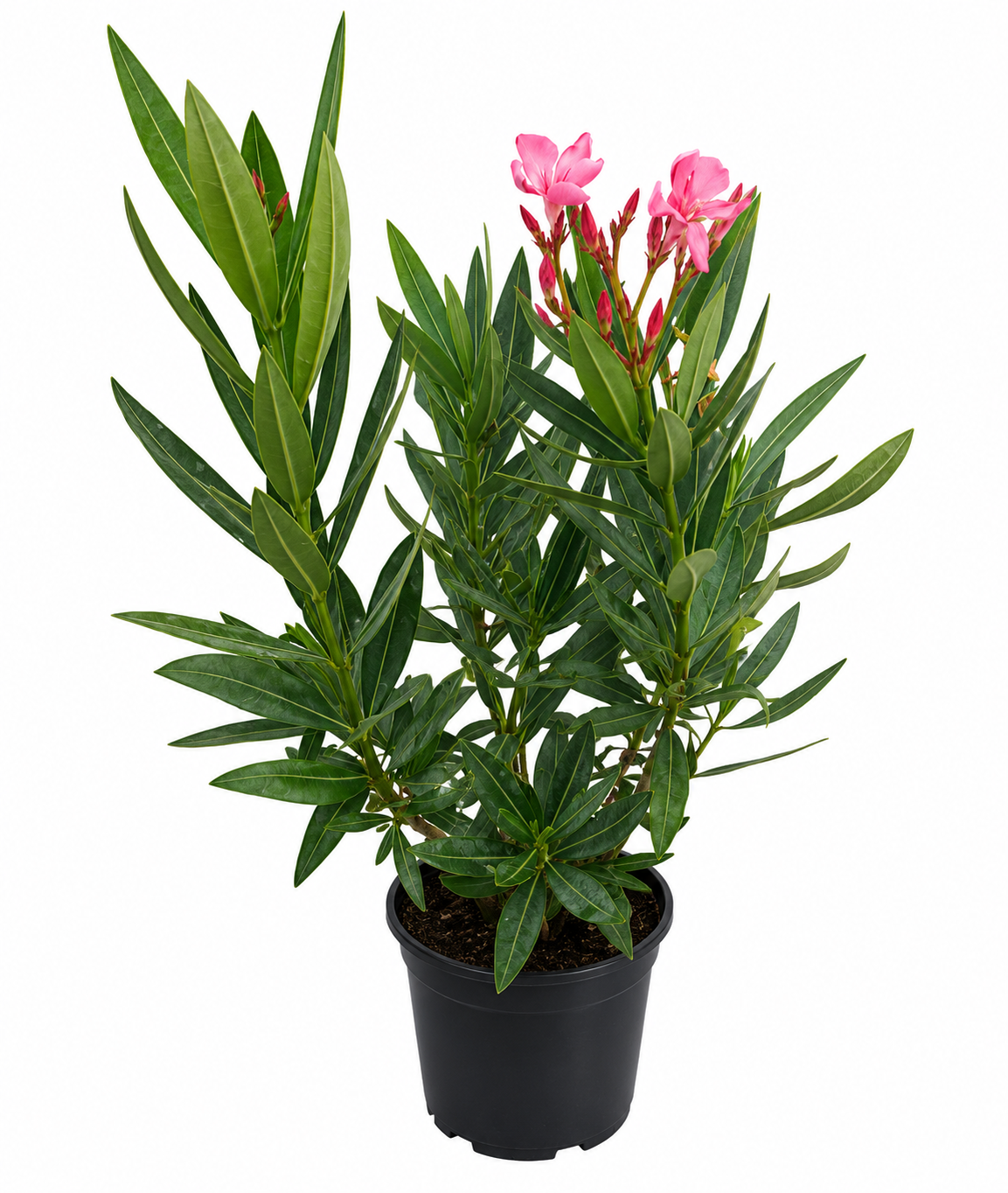 Dunkelrosa Oleander (Nerium oleander) 50–70 cm inkl. Topf – Mediterrane Kübelpflanze, Blühpflanze, Wintergartenpflanze