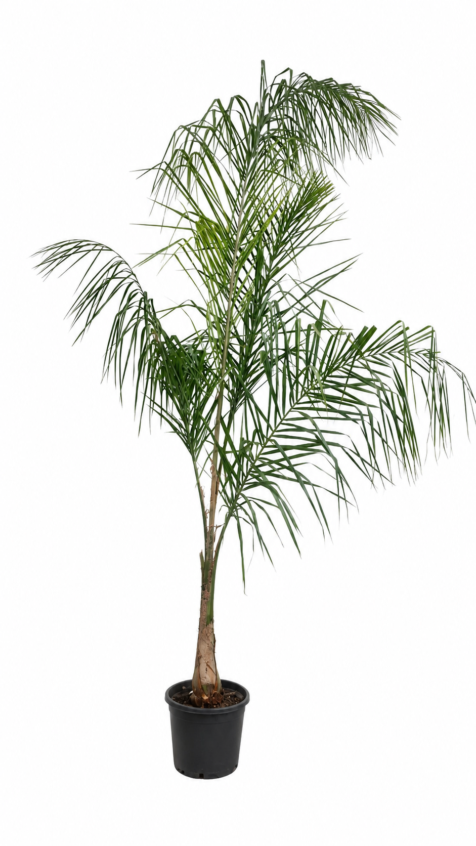 Královská palma (180-200 cm) – Arecastrum romanzoffianum – Velká pokojová palma s kmenem 60 cm