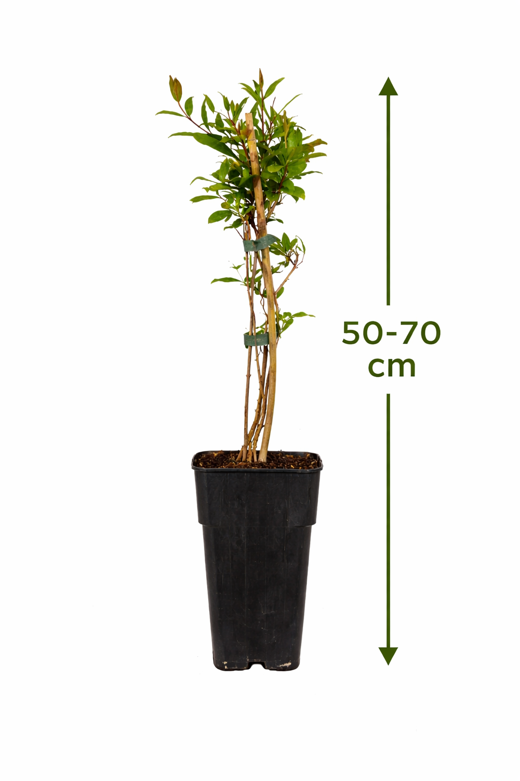 Punica granatum  60 - 70 cm Granatapfel