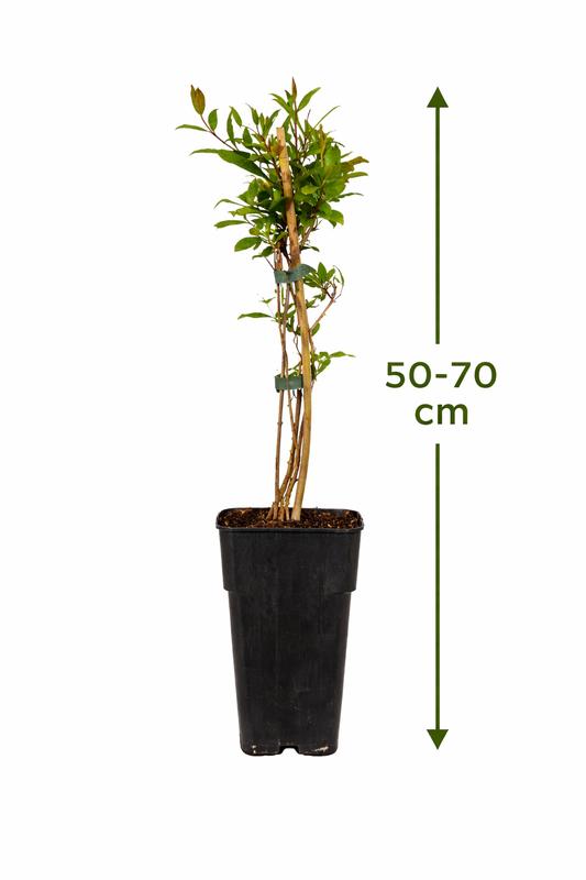 Punica granatum  60 - 70 cm Granatapfel