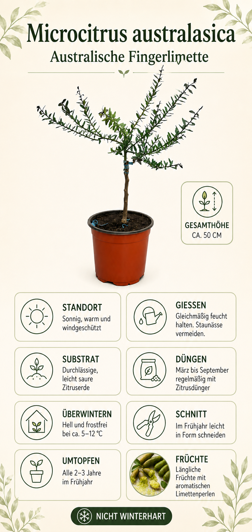 Australische Fingerlimette als Stämmchen ca. 50 cm – Microcitrus australasica, Kaviarlimette mit Limettenperlen