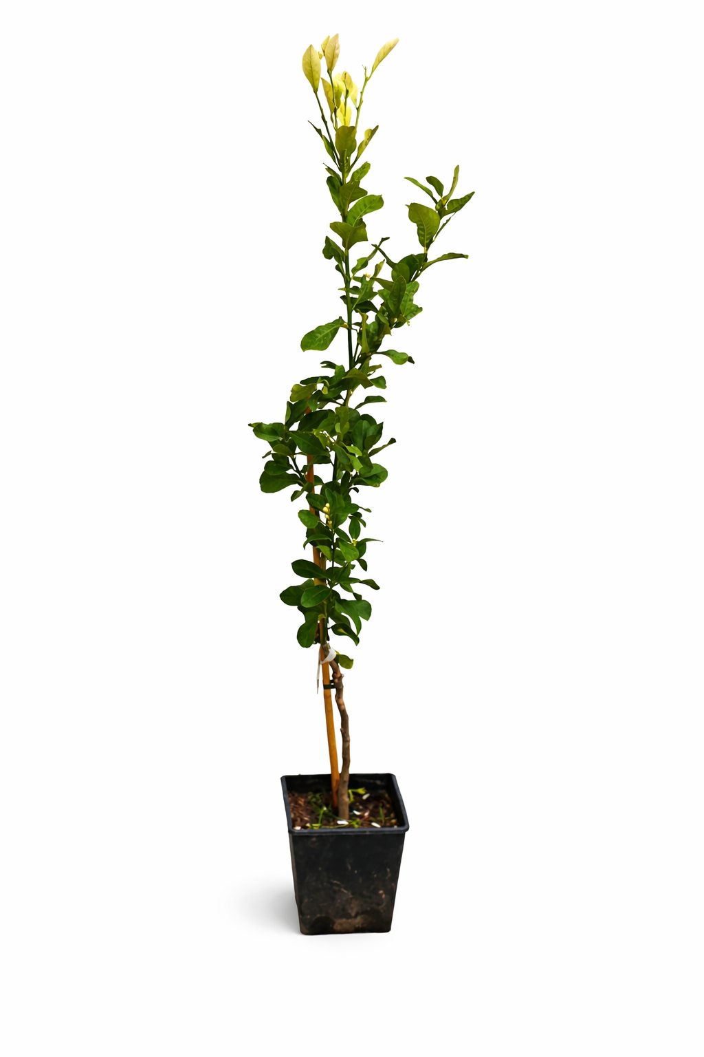 Zitronenbaum 'Zagara Bianca' – Citrus x limon, 100–140 cm, duftende weiße Blüten & essbare Zitronen