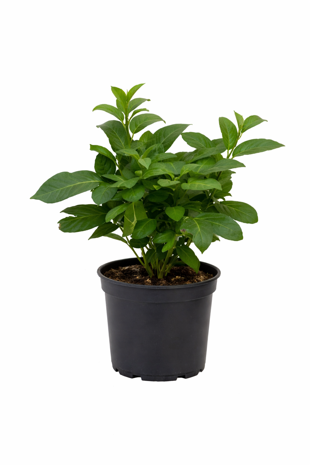 Solanum Pepino Gold 20–40 cm – Melonenbirne Pflanze | Exotische Obstpflanze für Balkon & Garten
