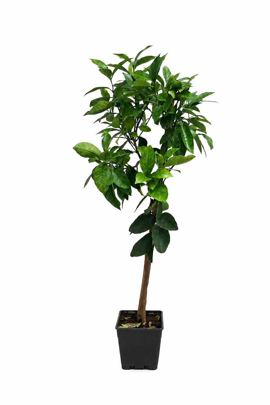 Citrus sinensis Sanguinello 120–140 cm – Blutorangenbaum Orangenbaum Mediterrane Zitruspflanze