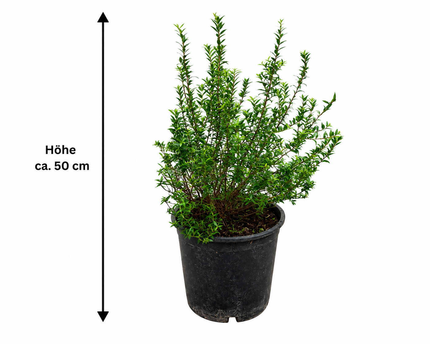 Myrtus communis Busch ca. 50 cm – Echte Brautmyrte – Duftmyrte – Mediterrane Myrte für Garten, Terrasse, Balkon & Wintergarten
