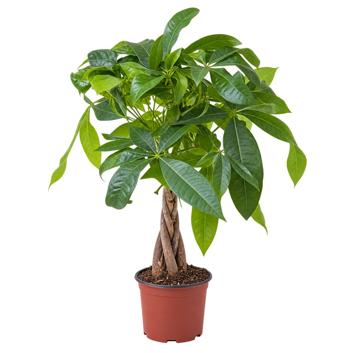 Pachira aquatica 40–50 cm – Glückskastanie, pflegeleichte Zimmerpflanze für Wohnzimmer & Büro