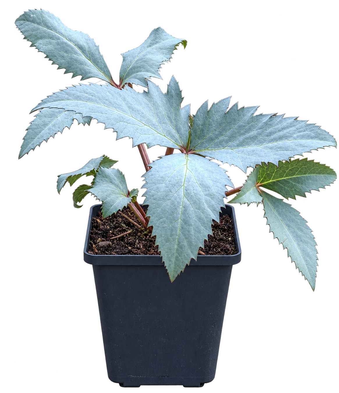 Helleborus × sternii ‘Silver Star’ – Nieswurz mit silbrigem Laub, immergrüne Blütenstaude für Garten & Kübel – 15–20 cm inkl. Topf
