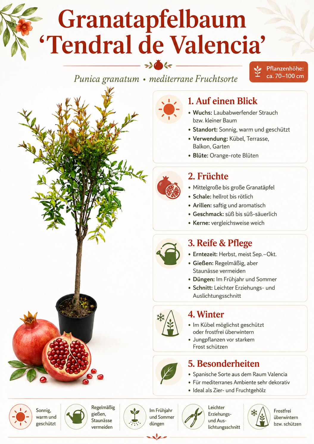 Punica Granatum Tendral de Valencia – Granatapfelbaum 70–100 cm – Mediterraner Granatapfel Strauch winterhart Kübelpflanze Obstbaum