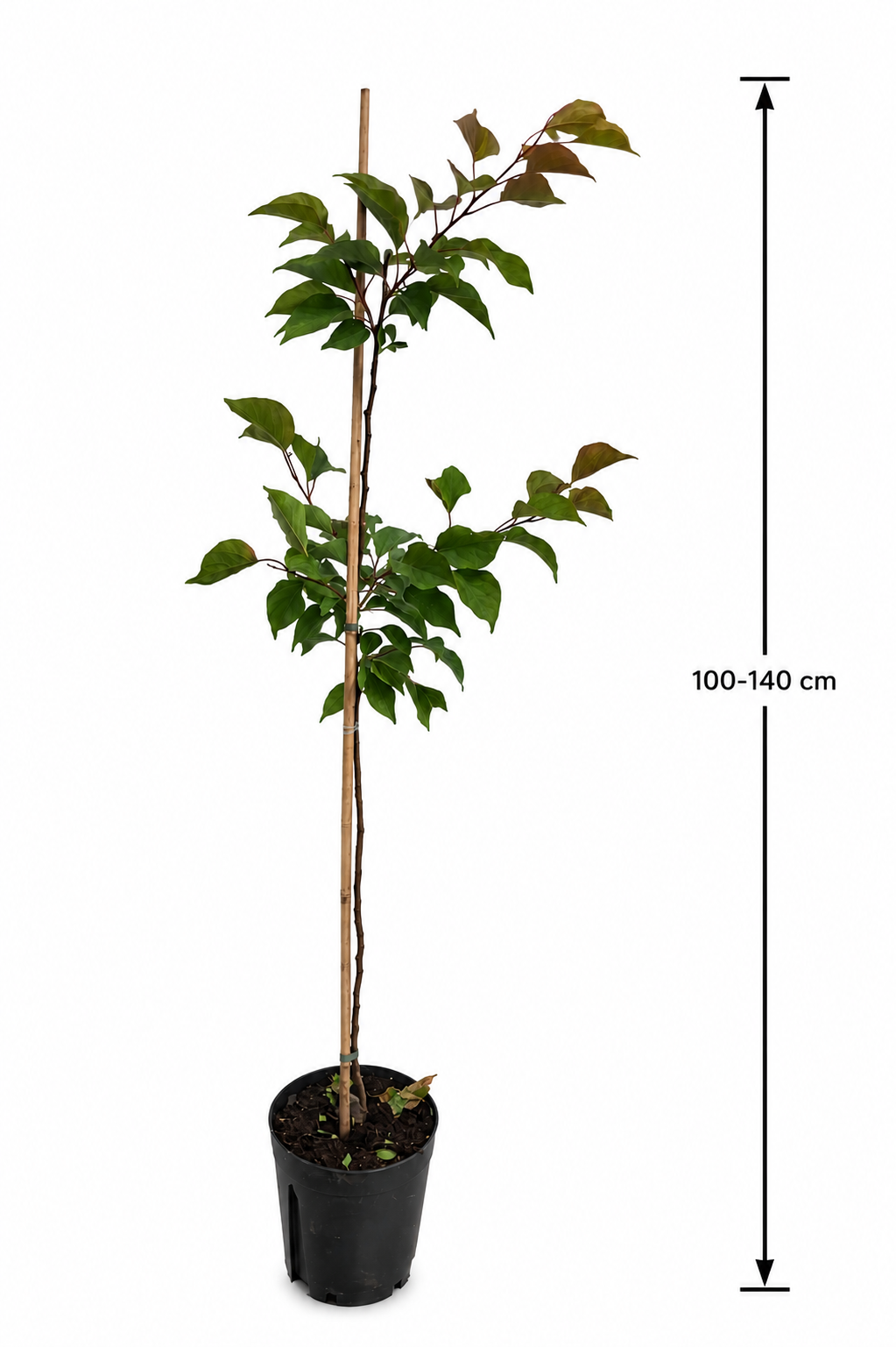 Prunus armeniaca Tirynthos Aprikosenbaum 100–140 cm – Winterharte Aprikose im Topf | Aprikosen Pflanze für Garten & Obstgarten