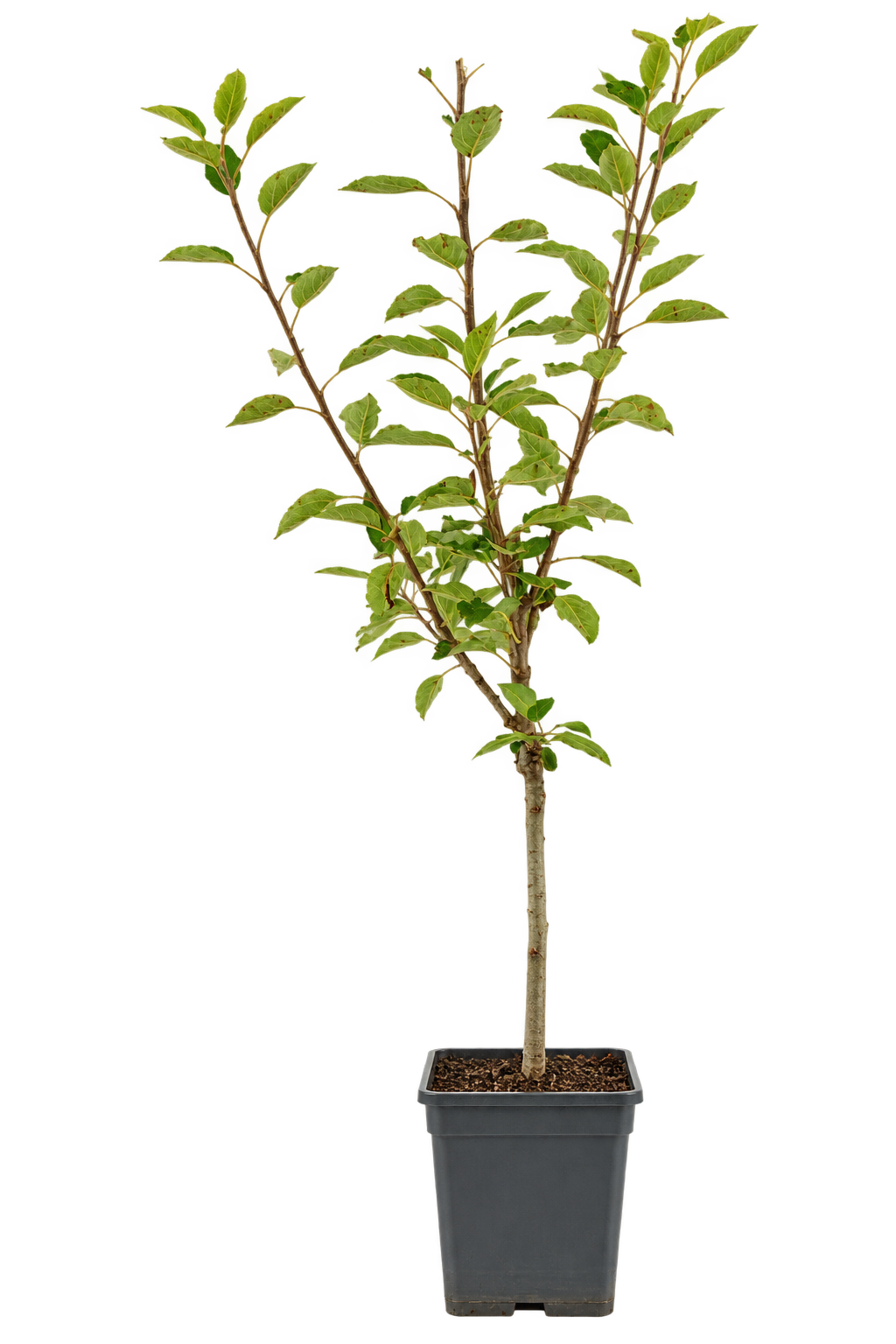 Apfelbaum ‘Braeburn’ Halbstamm – Herbstapfel für den Garten | 100–120 cm inkl. Topf | Malus domestica