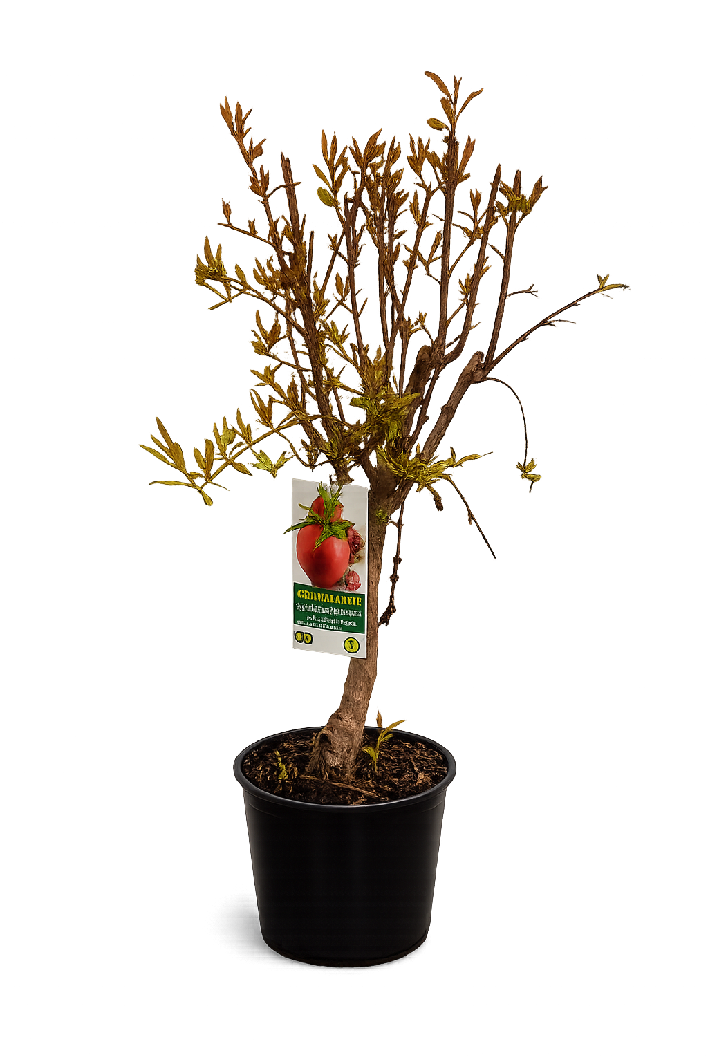 Granatapfelbaum Granada Mollar de Elche 70–100 cm – Echter Granatapfel Strauch Obstbaum winterhart mediterrane Kübelpflanze