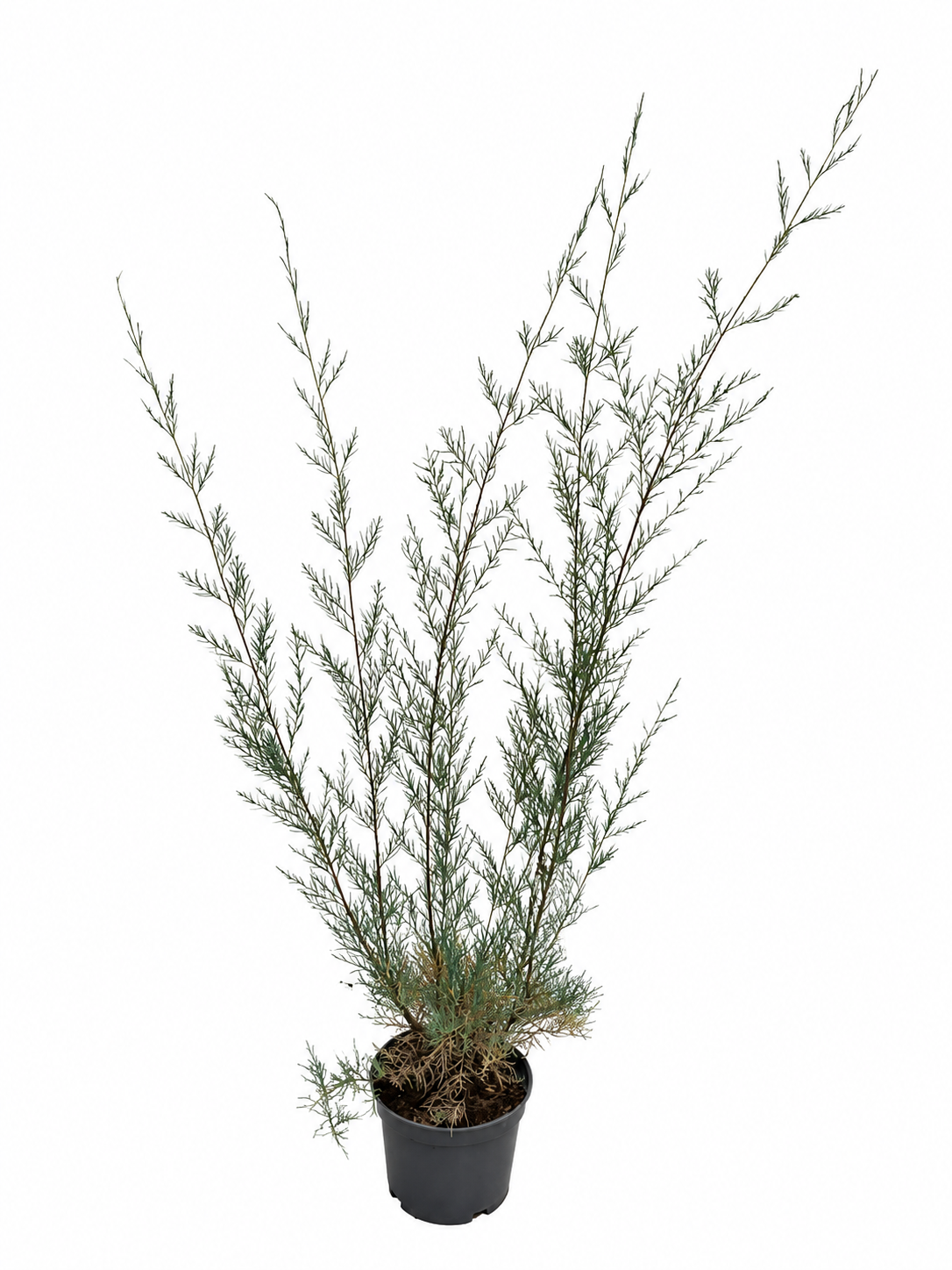 Tamarix 'Hulsdonk White' 40–60 cm – Weiße Tamariske | Winterharter Blütenstrauch für Garten, Hecke & Kübel