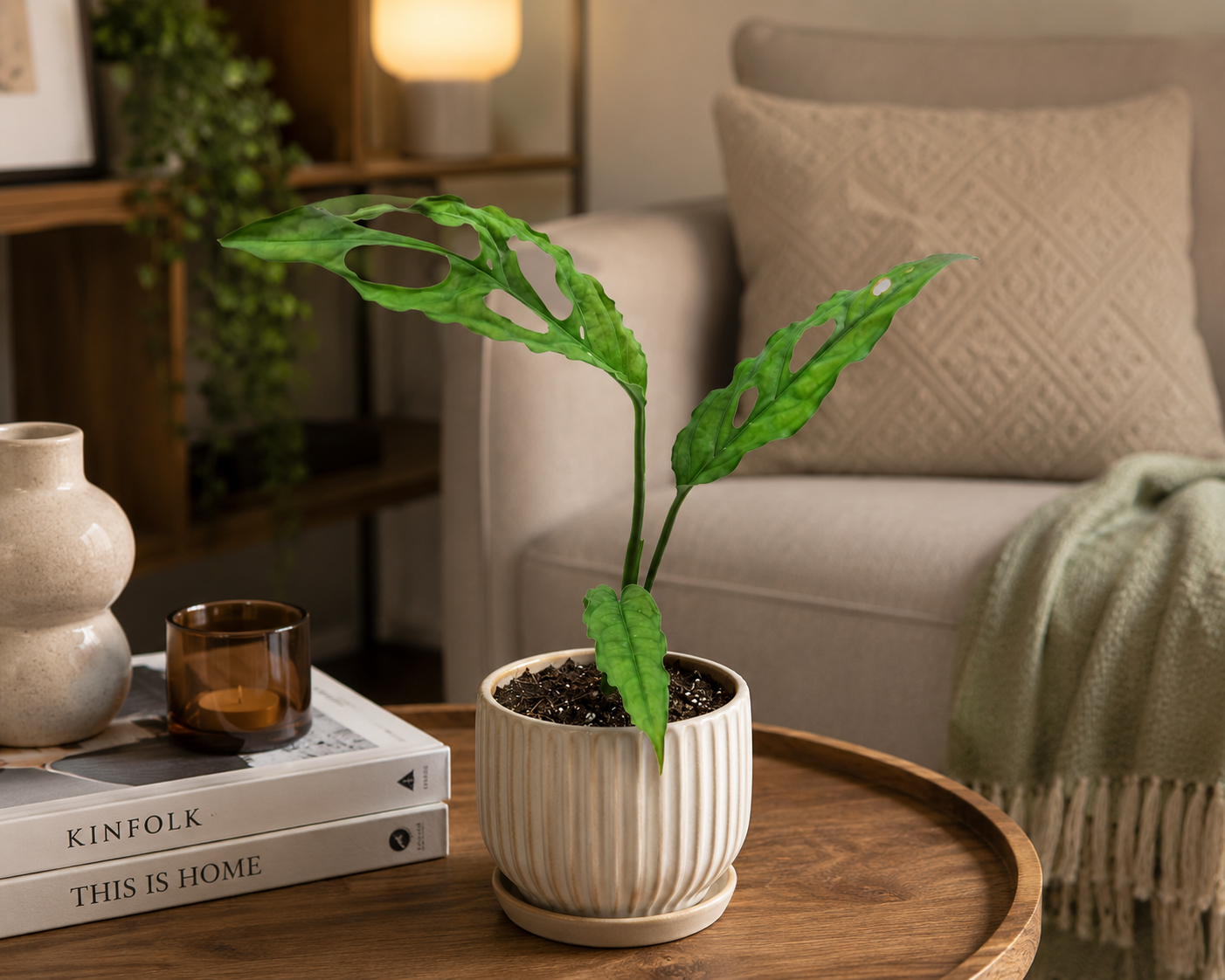 Monstera obliqua Peru ca. 20 cm – Seltene Fensterblatt Zimmerpflanze | Exotische Grünpflanze für Wohnzimmer, Büro & Urban Jungle