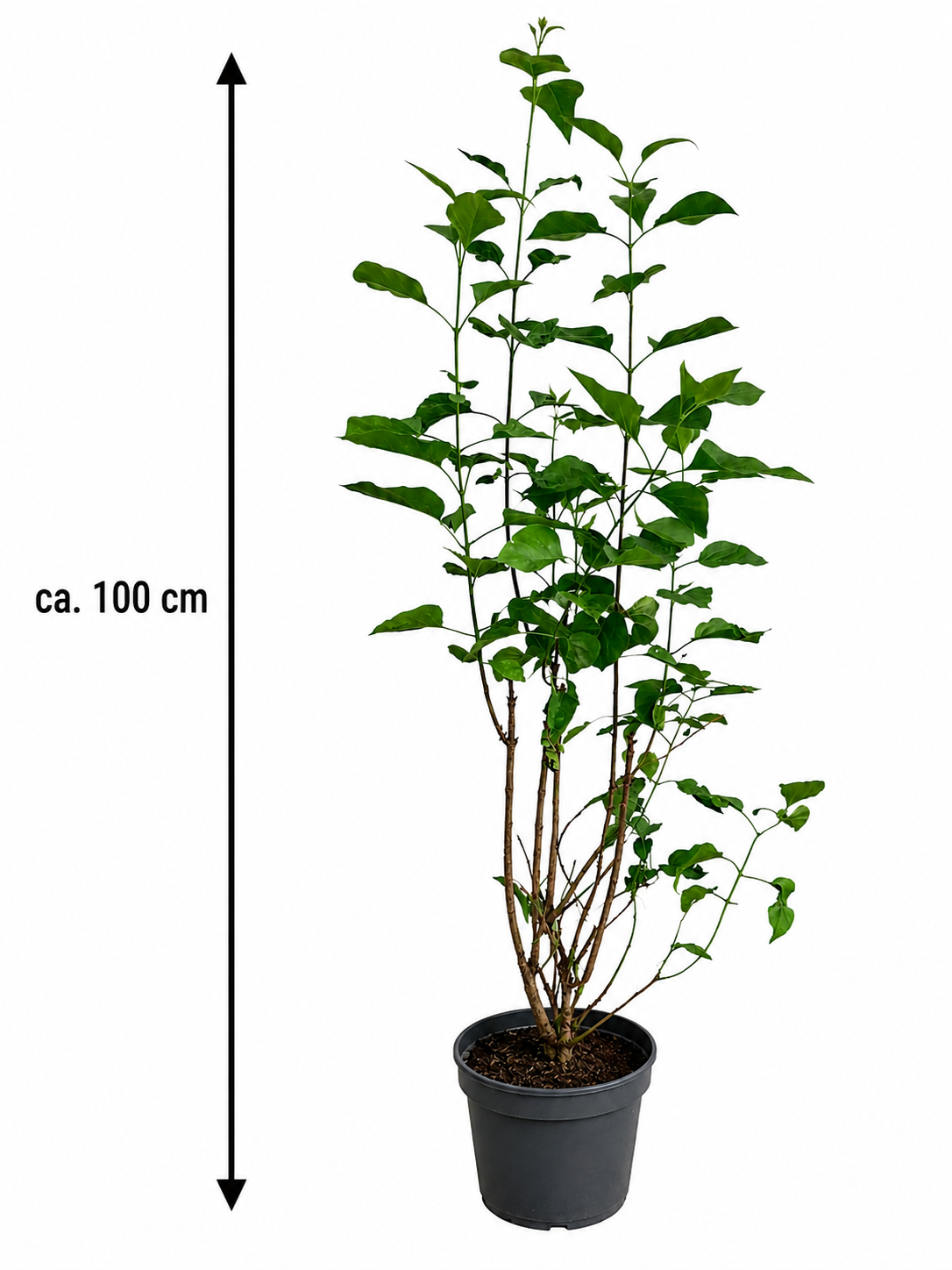Syringa vulgaris Alba Weißer Flieder ca 100 cm Edel Flieder Gartenstrauch Duftstrauch winterhart
