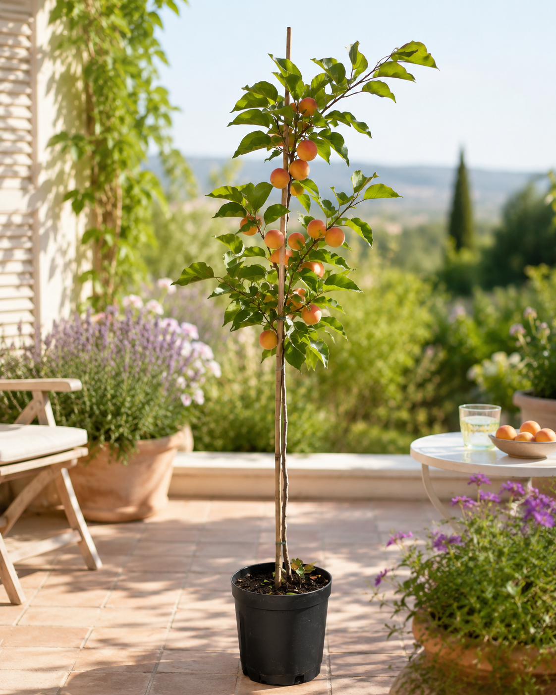 Prunus armeniaca Tirynthos Aprikosenbaum 100–140 cm – Winterharte Aprikose im Topf | Aprikosen Pflanze für Garten & Obstgarten