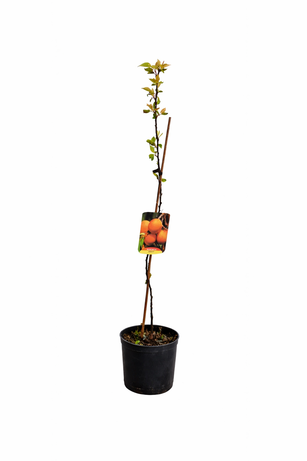 Aprikosenbaum Sungiant – Prunus armeniaca | Selbstfruchtende Aprikose 100–140 cm | Obstbaum für Garten & Kübel