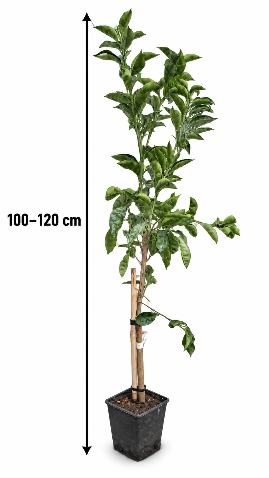 Tarocco TDV Blutorange 100–120 cm – Citrus sinensis Orangenbaum für Terrasse und Wintergarten