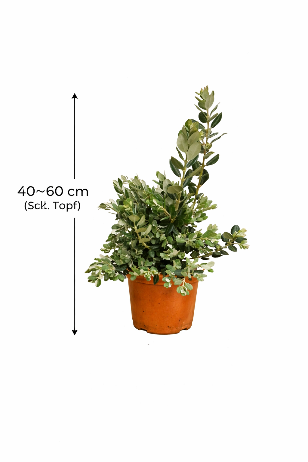 Rarität Metrosideros excelsa 40–60 cm Neuseeländischer Weihnachtsbaum Eisenholzbaum Südseemyrte Kübelpflanze exotisch