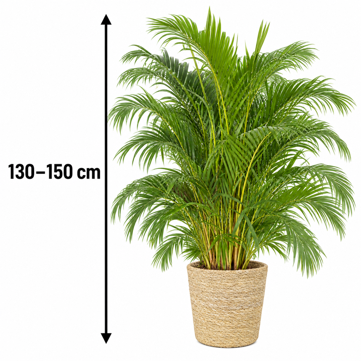 Goldfruchtpalme – Areca-Palme, Dypsis lutescens – Zimmerpalme mit Übertopf Ingmar – 130–150 cm inkl. Topf