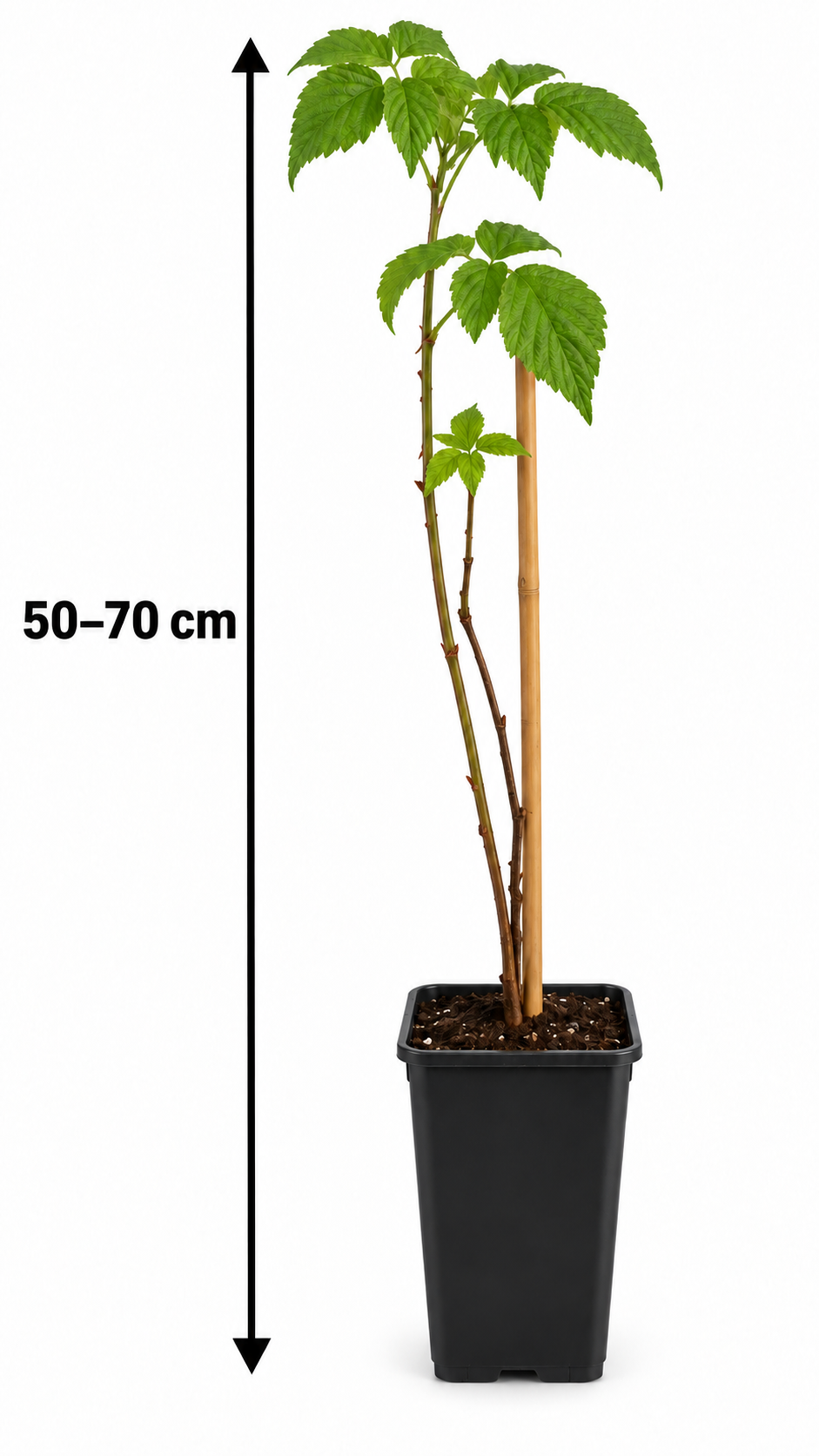 Himbeere ‘Schönemann’ 50–70 cm – Rubus idaeus Sommerhimbeere, aromatischer Beerenstrauch für Garten und Naschgarten