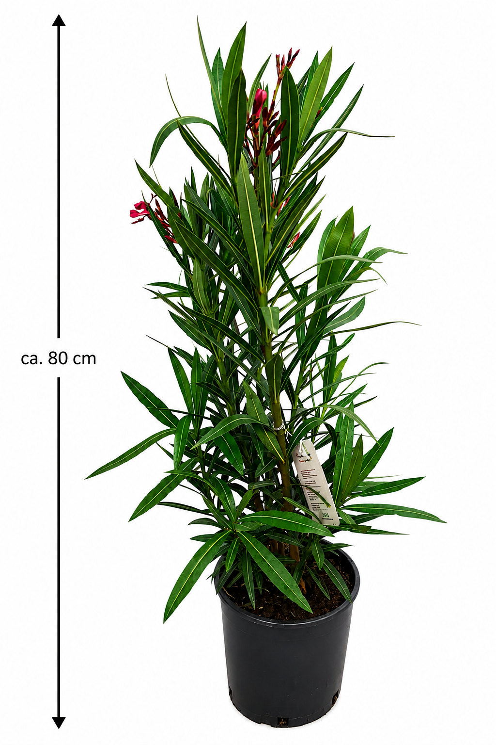 Nerium Oleander Rosso Semplice – Roter Oleander ca. 80 cm – Mediterrane Kübelpflanze mit Blütenpracht