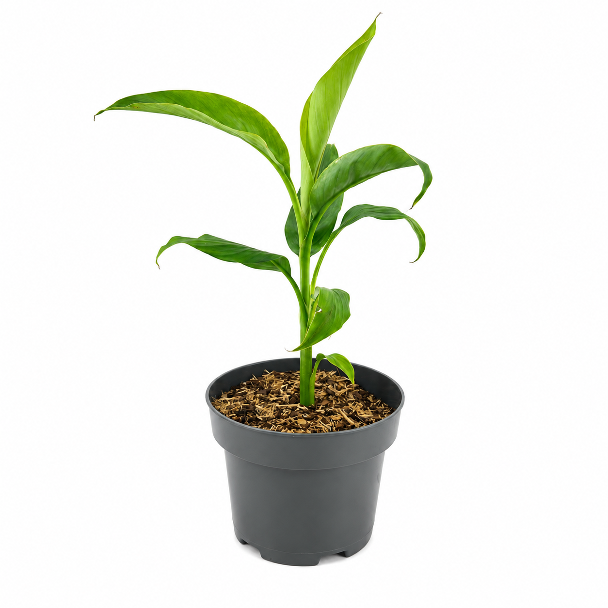 Musa basjoo 60-80 cm winterharte Banane - sehr schneller Wuchs