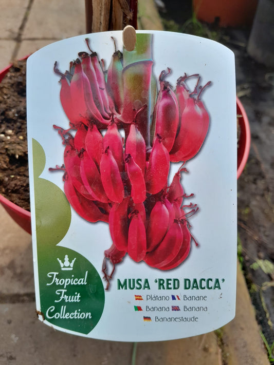 Musa Red Dacca 80-120 cm - Rote Banane - Bananenbaum