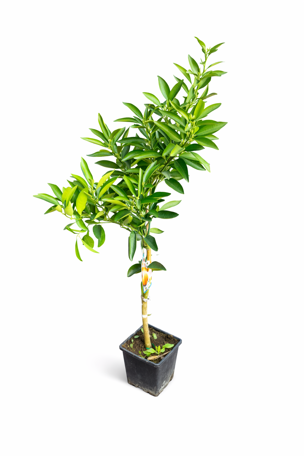 Nova Mandarin (bezsemínková mandarinka) 120-150 cm – Ideální do zahrady a na terasu