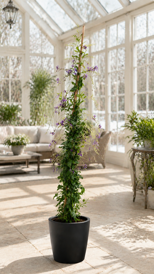 Duftende Himmelsblüte ‘Geisha Girl’ 100–150 cm – Duranta erecta, Taubenbeere mit lila Blüten, exotische Kübelpflanze