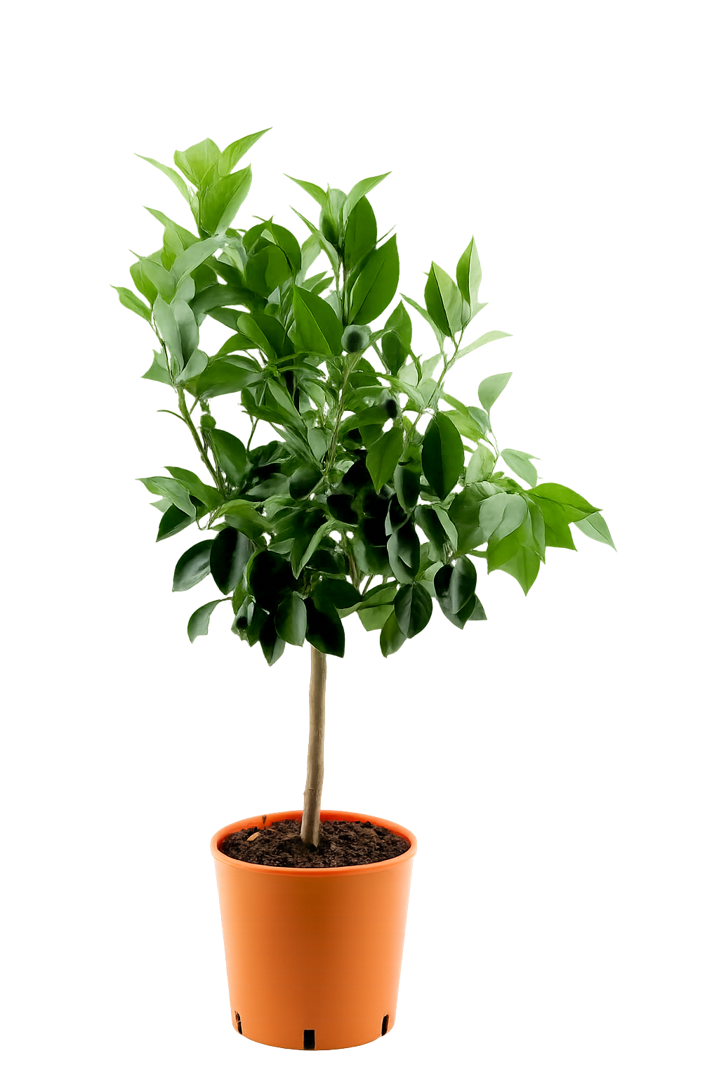 Citrus sinensis Orangenbaum Apfelsine Pflanze 70–100 cm echte Orange Zitruspflanze winterhart bedingt Zimmerpflanze mediterran