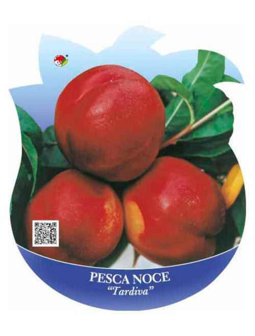 Pfirsichbaum Prunus persica ‘Tardiva’ – Spät reifender Pfirsich | Obstbaum 100–140 cm | Pfirsich Pflanze für Garten & Kübel