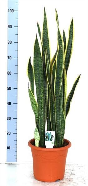 Sansevieria trifasciata Laurentii 90-100 cm Bogenhanf bessere Raumluft Zimmerpflanze