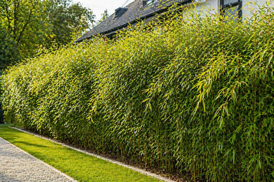XXL Fargesia Rufa Bambus 180 cm im Topf – Winterharter Schirmbambus bis 2,5 m – Sichtschutz Bambus ohne Rhizomsperre – Heckenbambus Garten