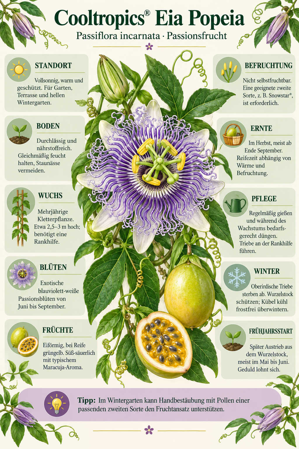Passionsfrucht Cooltropics® ‘Eia Popeia’® – winterharte Passionsblume mit essbaren Früchten – 40–60 cm inkl. Topf