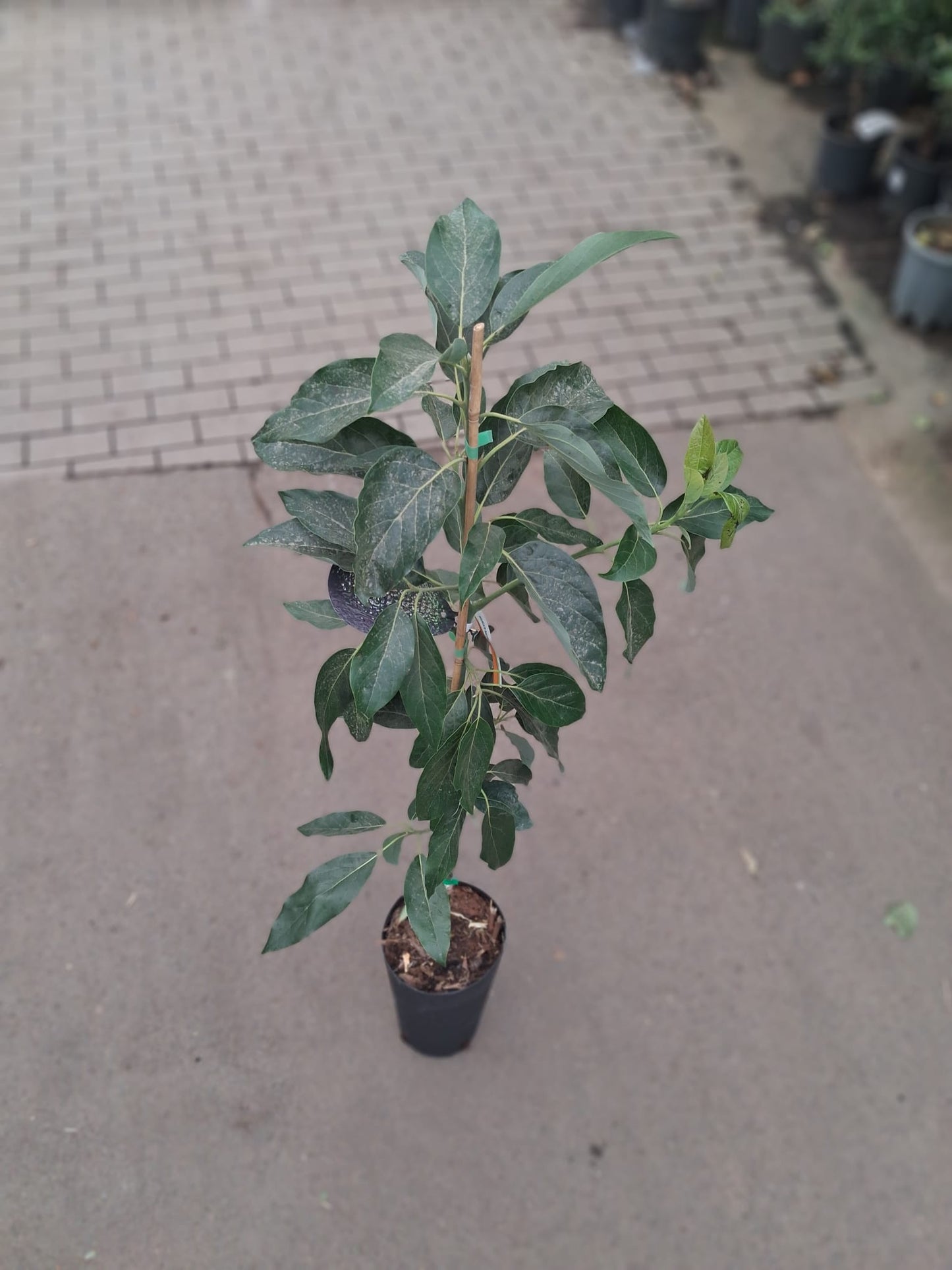 Avocadopflanze „Fuerte“ – Echter Avocadobaum ca. 130–160 cm Höhe im Topf | Avocado Pflanze für Zuhause & Garten