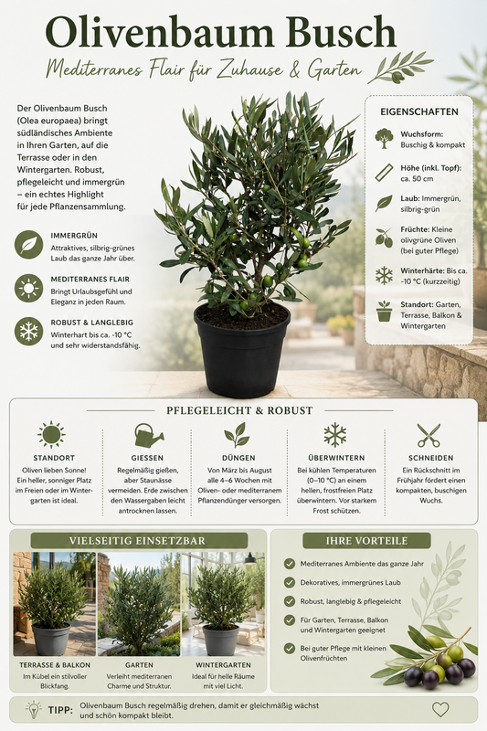 Olivenbaum Busch (Olea europaea) ca. 50 cm – Echter Olivenbaum, Mediterrane Kübelpflanze für Balkon, Terrasse, Wintergarten & Garten